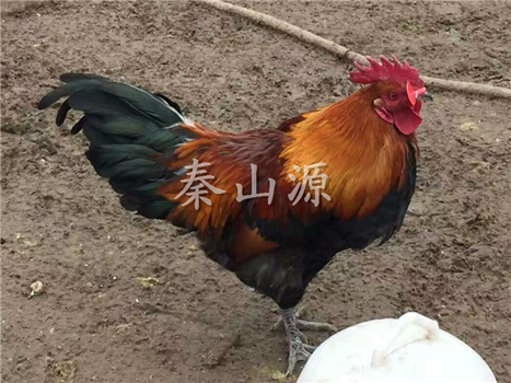 秦山源·秦香三號